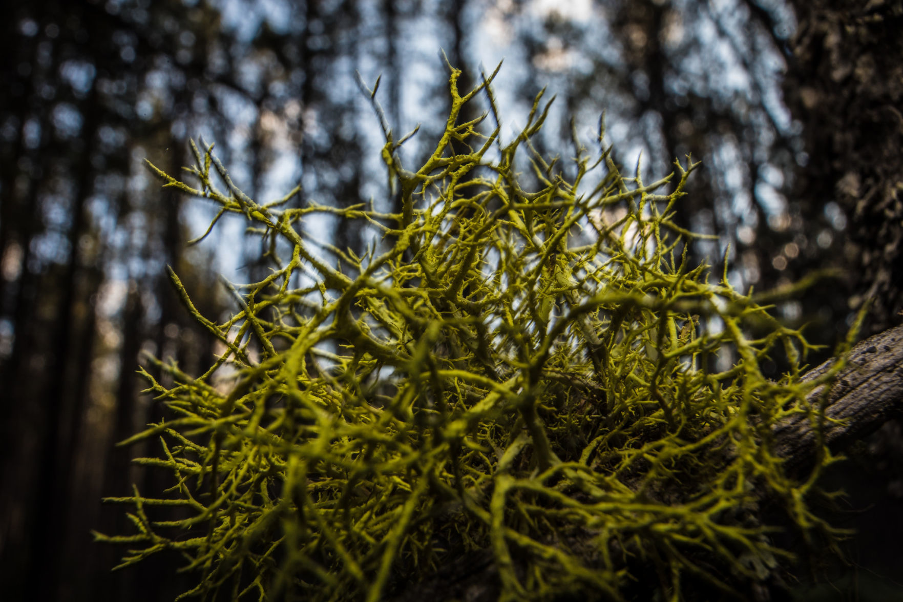 Wolf Lichen (Letharia vulpina)